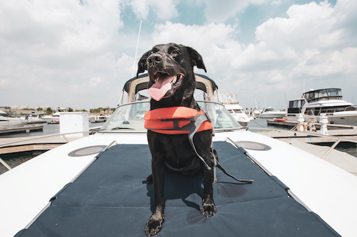 dog boatgating tailgating