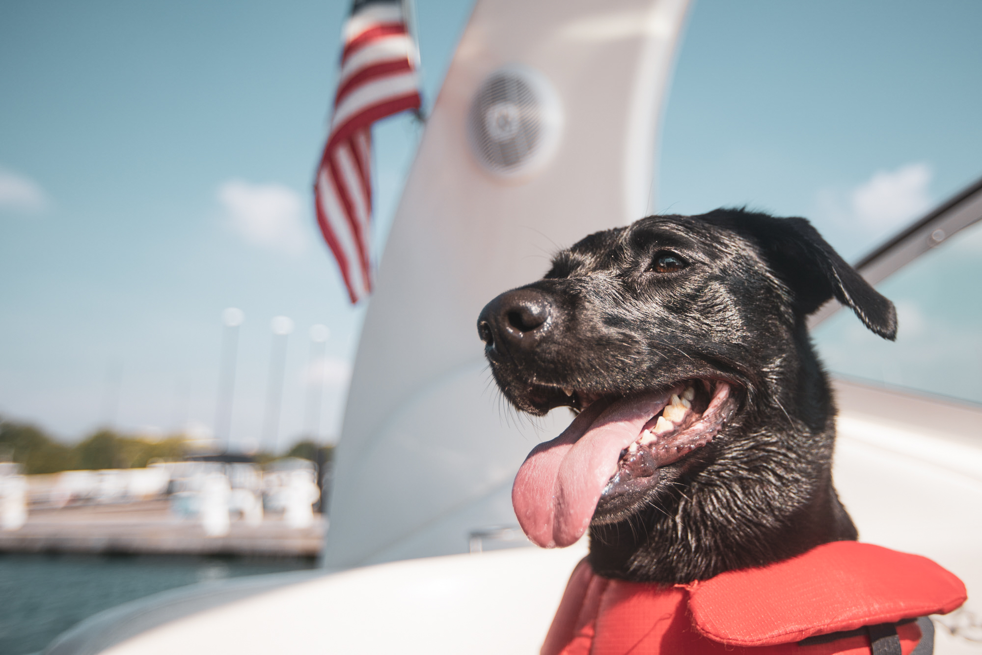 Fishing-With-Dogs
