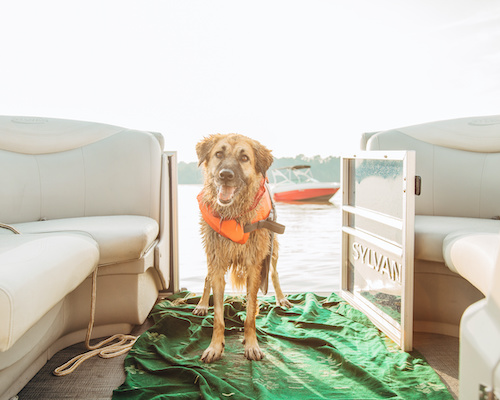 Boat accessories for dogs Clearance