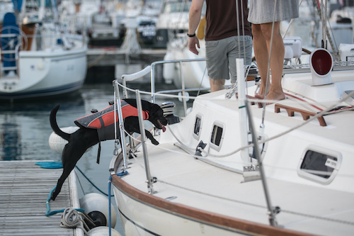 dogs on sailboats