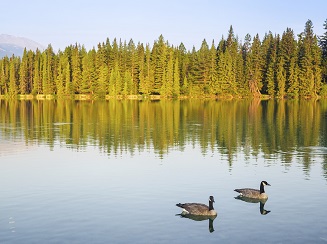 Ducks on a lake