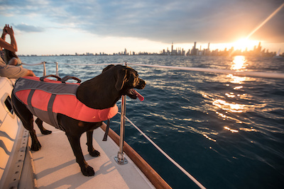 Tips for Taking Your Dog Boating | Discover Boating