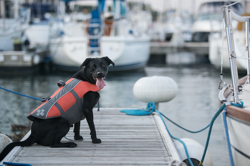 coletes salva-vidas para cães