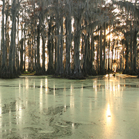 Caddo Lake