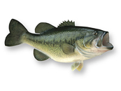 Largemouth Bass