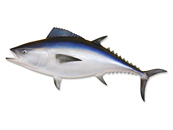 Bluefin Tuna