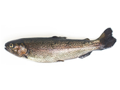 Brook Trout