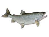 Lake Trout