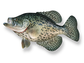 Black Crappie