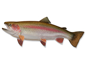 Rainbow Trout