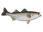 Striped Bass