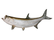 Tarpon