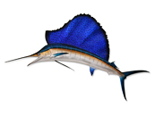 Sailfish