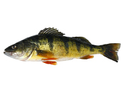 Yellow Perch