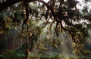 Spanish Moss, Jekyll Island: Source Flikr ©  CC BY-NC-ND 2.0 John O’Sullivan