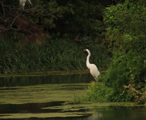 Great Egret: Source Flikr © CC BY-NC-ND 2.0 Evangelio Gomez