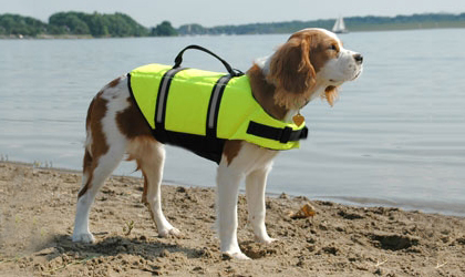 Dog with life jacket on beach Dog with life jacket on beach