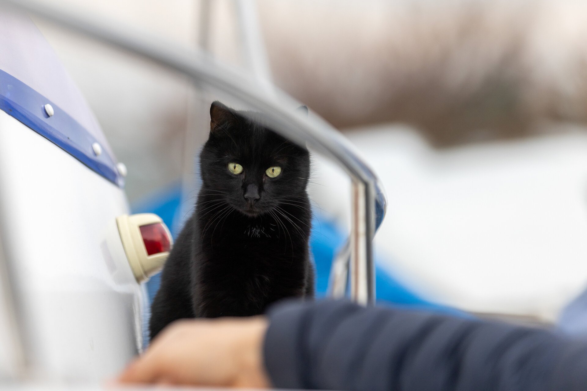 5 Tips for Boating with Cats | Discover Boating