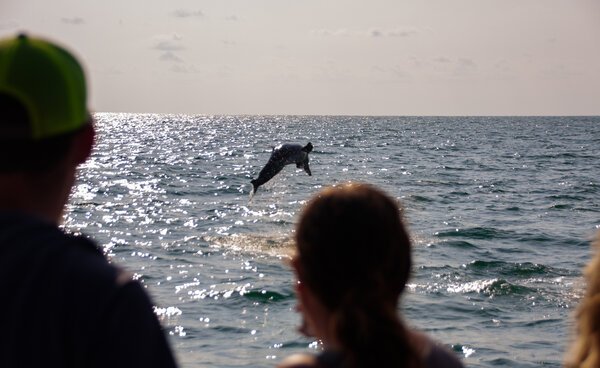 Wildlife-Boat-Tours