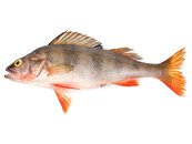 Perch