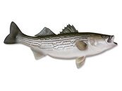 Striped Bass