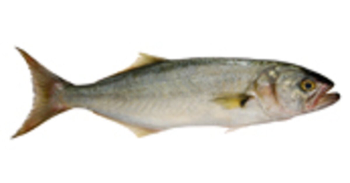 Saltwater Fishing - Bluefish | Discover Boating