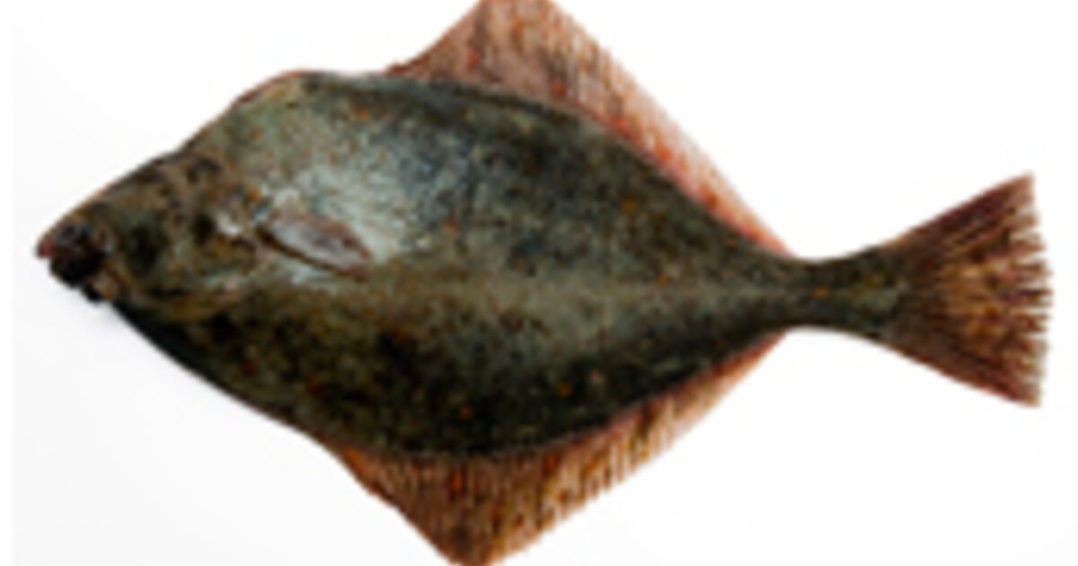 Saltwater Fishing Flounder Discover Boating