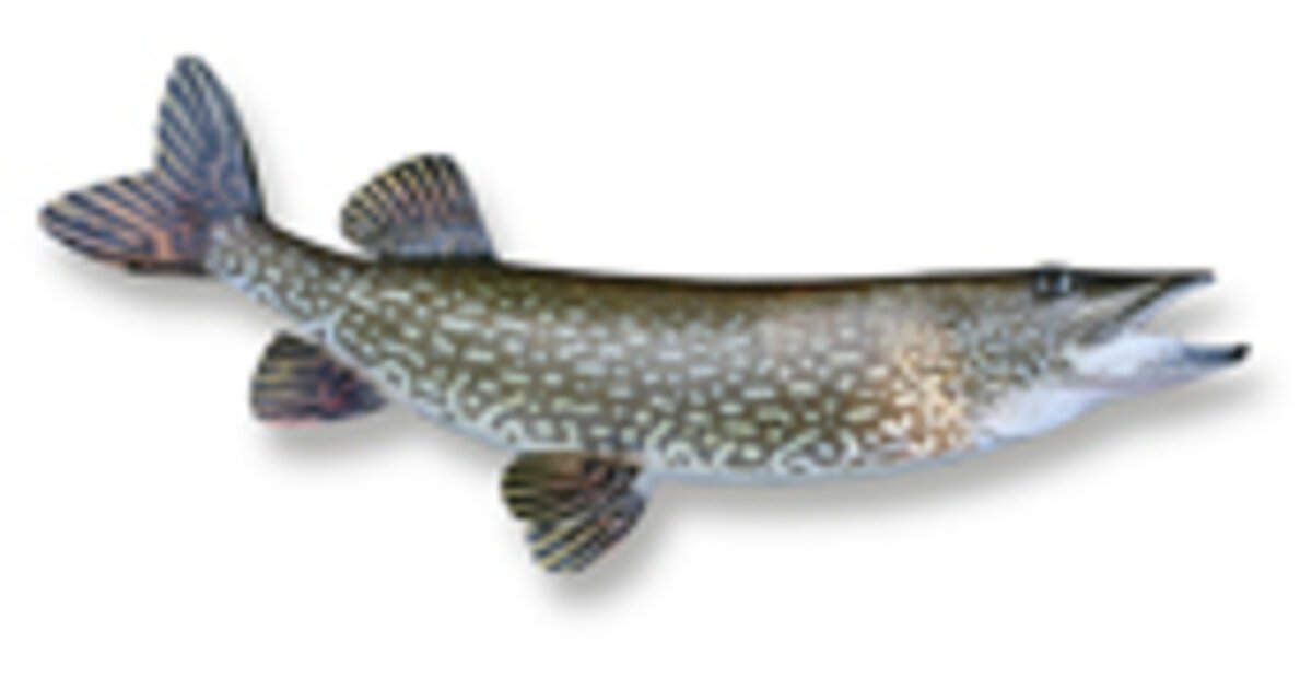 Freshwater Fish: Northern Pike