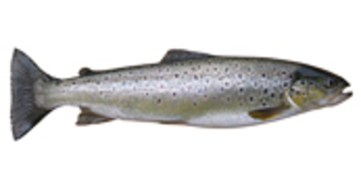 Freshwater Fish: Trout