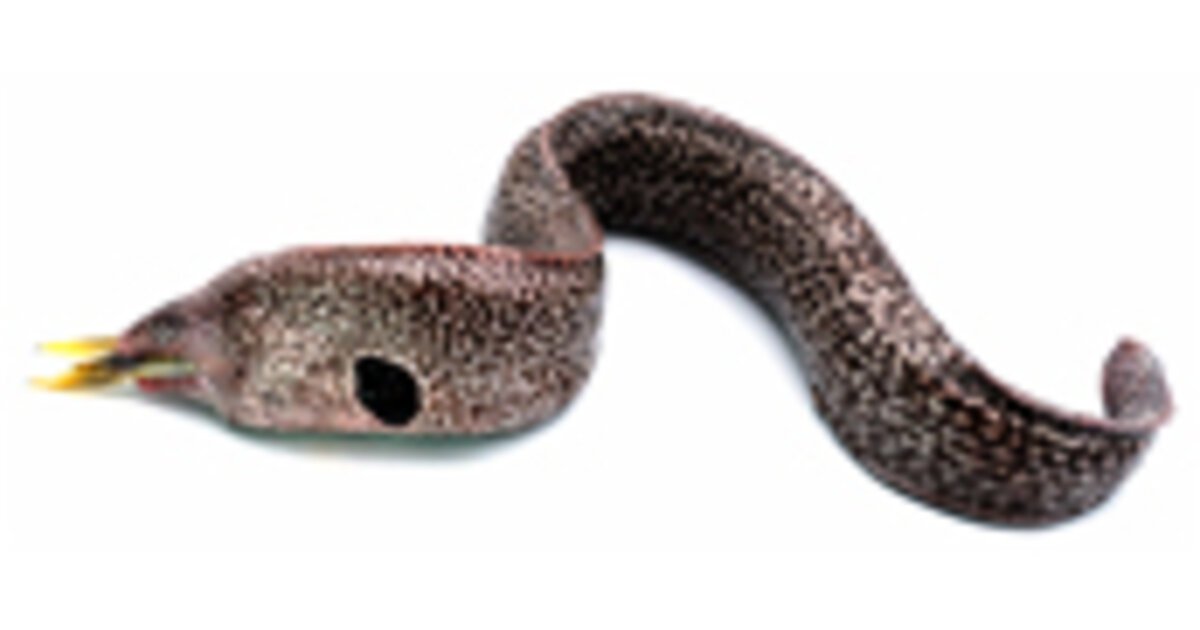 Freshwater Fish American Eel Discover Boating