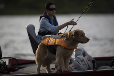 boat dogs